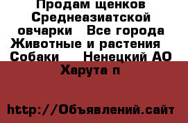 Продам щенков Среднеазиатской овчарки - Все города Животные и растения » Собаки   . Ненецкий АО,Харута п.